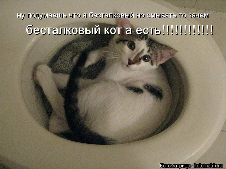 ну подумаешь что я бесталковый но смывать то зачем бесталковый кот а есть!!!!!!!!!!!!... Котоматрица: ну подумаешь что я бесталковый но смывать то зачем бесталковый кот а есть!!!!!!!!!!!!