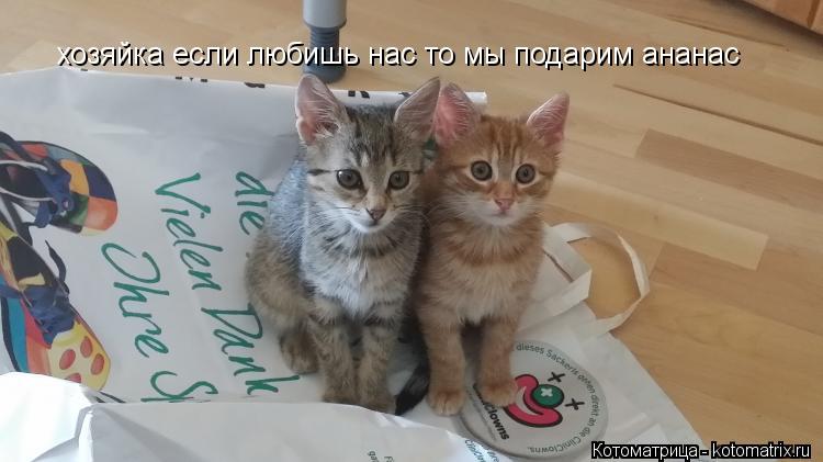 хозяйка если любишь нас то мы подарим ананас... Котоматрица: хозяйка если любишь нас то мы подарим ананас