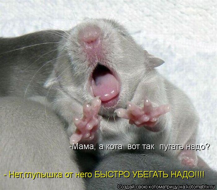-Мама, а кота вот так пугать надо? - Нет,глупышка от него БЫСТРО УБЕГАТЬ НАДО!!!!... Котоматрица: -Мама, а кота вот так пугать надо? - Нет,глупышка от него БЫСТРО УБЕГАТЬ НАДО!!!!