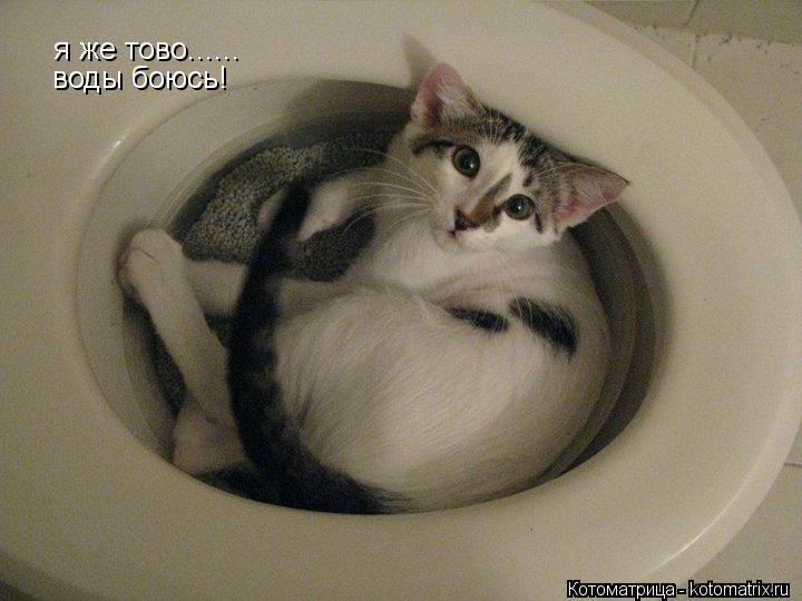 я же тово...... воды боюсь!... Котоматрица: я же тово...... воды боюсь!