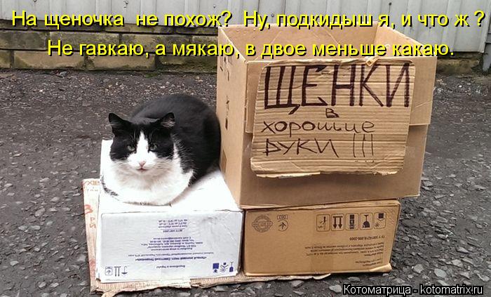 Не гавкаю, а мякаю, в двое меньше какаю. На щеночка не похож? Ну, подкидыш я, и что ж ?... Котоматрица: Не гавкаю, а мякаю, в двое меньше какаю. На щеночка не похож? Ну, подкидыш я, и что ж ?