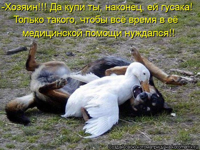 -Хозяин!!! Да купи ты, наконец, ей гусака! Только такого, чтобы всё время в её медицинской помощи нуж... Котоматрица: -Хозяин!!! Да купи ты, наконец, ей гусака! Только такого, чтобы всё время в её медицинской помощи нуждался!!