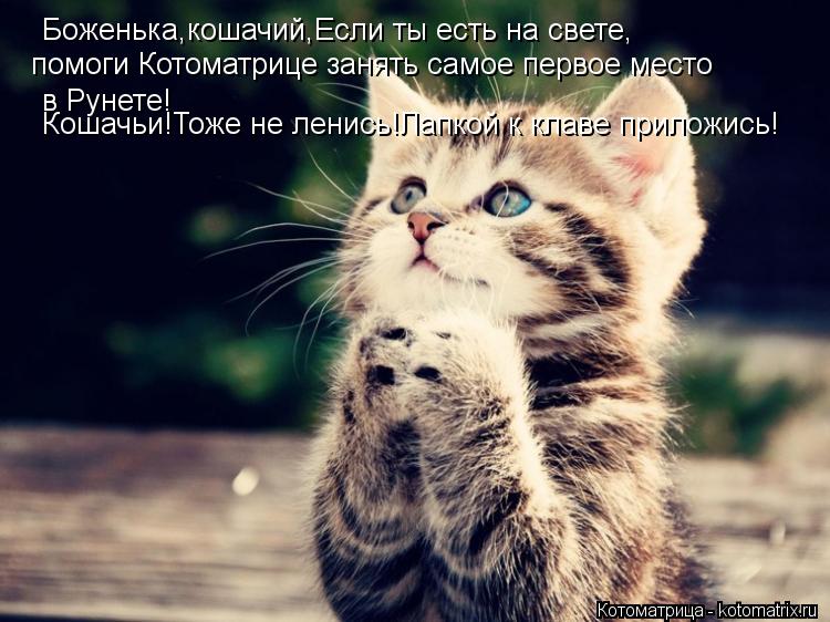 Боженька,кошачий,Если ты есть на свете, помоги Котоматрице занять самое первое место в Рунете! Кошачь... Котоматрица: Боженька,кошачий,Если ты есть на свете, помоги Котоматрице занять самое первое место в Рунете! Кошачьи!Тоже не ленись!Лапкой к клаве прилож