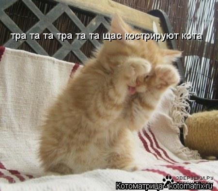тра та та тра та та щас кострируют кота... Котоматрица: тра та та тра та та щас кострируют кота