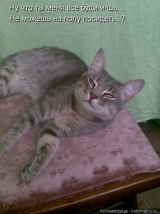 Ну что ты меня всё буди-и-шь... Не можешь на полу посидеть..?... Котоматрица: Ну что ты меня всё буди-и-шь... Не можешь на полу посидеть..?