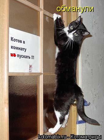 -- -- -- -- обманули... Котоматрица: -- -- -- -- обманули