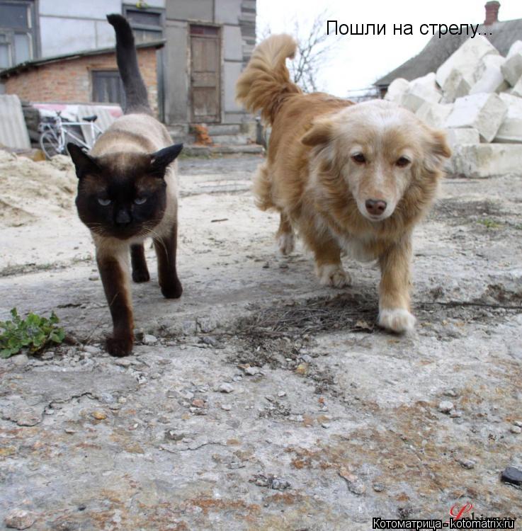 Пошли на стрелу...... Котоматрица: Пошли на стрелу...