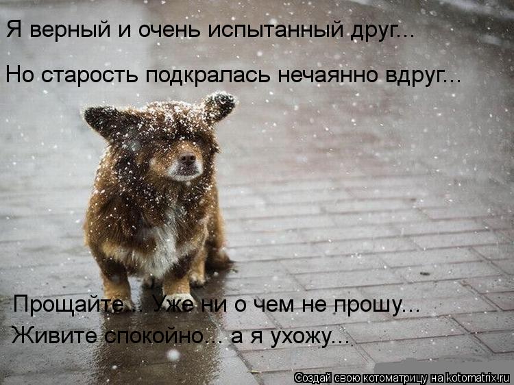 Прощайте... Уже ни о чем не прошу... Живите спокойно... а я ухожу... Я верный и очень испытанный дру... Котоматрица: Прощайте... Уже ни о чем не прошу... Живите спокойно... а я ухожу... Я верный и очень испытанный друг... Но старость подкралась нечаянно вдруг...