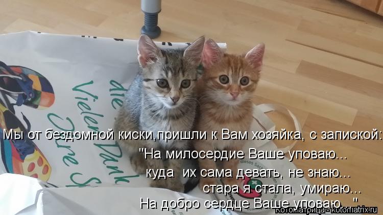 "На милосердие Ваше уповаю... Мы от бездомной киски,пришли к Вам хозяйка, с запиской: куда их сама д... Котоматрица: "На милосердие Ваше уповаю... Мы от бездомной киски,пришли к Вам хозяйка, с запиской: куда их сама девать, не знаю... стара я стала, умираю... На