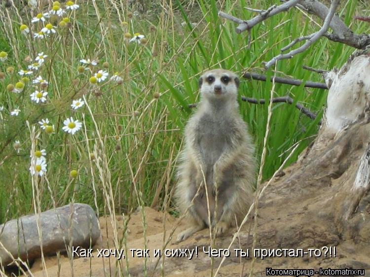 Как хочу, так и сижу! Чего ты пристал-то?!!... Котоматрица: Как хочу, так и сижу! Чего ты пристал-то?!!