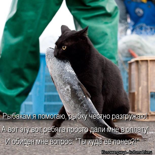 Рыбакам я помогаю, рыбку честно разгружаю! А вот эту вот ребята просто дали мне в оплату! И обиден мн... Котоматрица: Рыбакам я помогаю, рыбку честно разгружаю! А вот эту вот ребята просто дали мне в оплату! И обиден мне вопрос: "Ты куда её понес?!"
