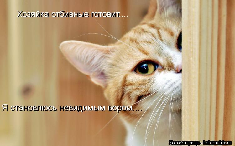 Хозяйка отбивные готовит.... Я становлюсь невидимым вором....... Котоматрица: Хозяйка отбивные готовит.... Я становлюсь невидимым вором....