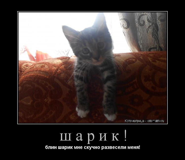 шарик! блин шарик мне скучно развесели меня!... Котоматрица: шарик! блин шарик мне скучно развесели меня!