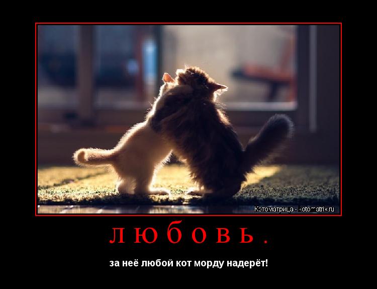 любовь. за неё любой кот морду надерёт!... Котоматрица: любовь. за неё любой кот морду надерёт!