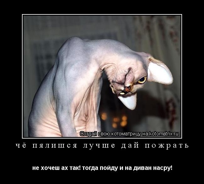 чё пялишся лучше дай пожрать не хочеш ах так! тогда пойду и на диван насру!... Котоматрица: чё пялишся лучше дай пожрать не хочеш ах так! тогда пойду и на диван насру!