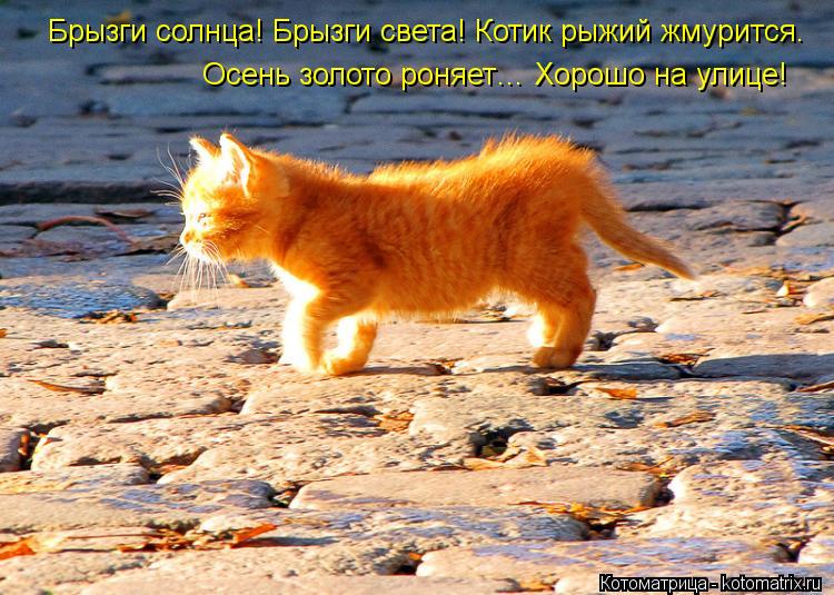 Котоматрица: Брызги солнца! Брызги света! Котик рыжий жмурится. Осень золото роняет… Хорошо на улице!
