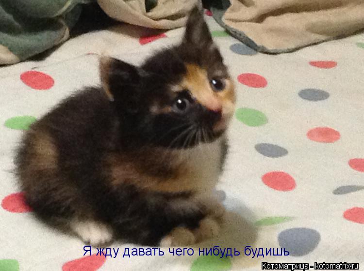 Я жду давать чего нибудь будишь... Котоматрица: Я жду давать чего нибудь будишь
