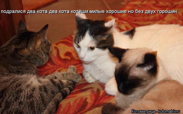 подралися два кота два кота котёши милые хорошие но без двух горошин... Котоматрица: подралися два кота два кота котёши милые хорошие но без двух горошин