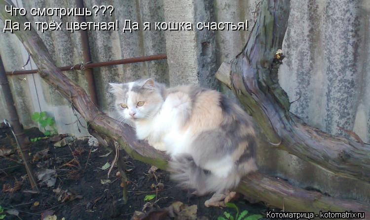 Что смотришь??? Да я трёх цветная! Да я кошка счастья!... Котоматрица: Что смотришь??? Да я трёх цветная! Да я кошка счастья!
