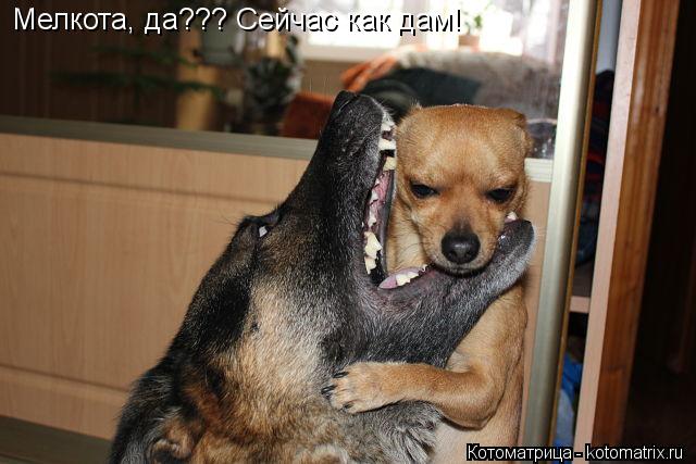 Мелкота, да??? Сейчас как дам!... Котоматрица: Мелкота, да??? Сейчас как дам!