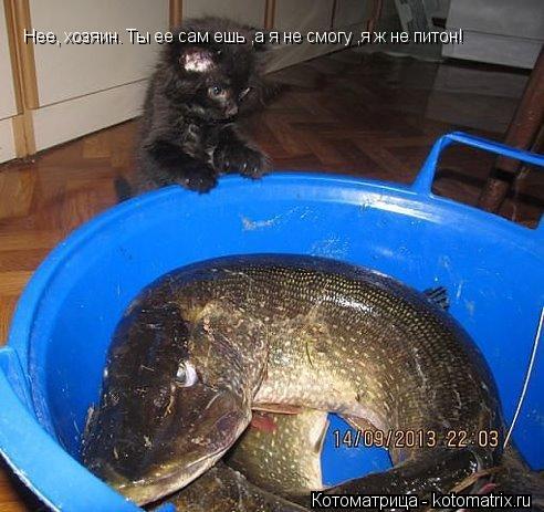 Нее, хозяин. Ты ее сам ешь ,а я не смогу ,я ж не питон!... Котоматрица: Нее, хозяин. Ты ее сам ешь ,а я не смогу ,я ж не питон!