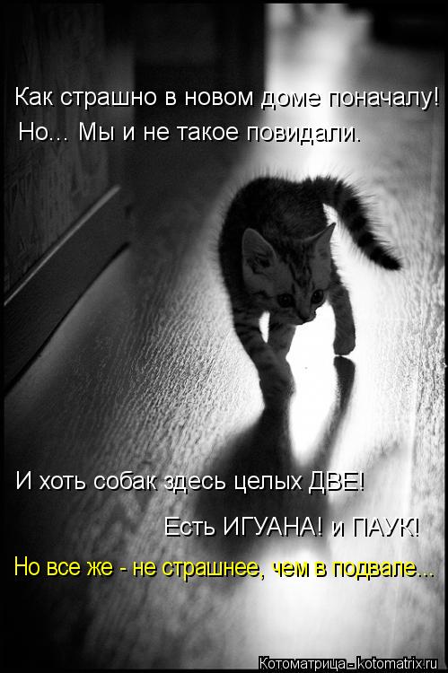 Как страшно в новом доме поначалу! Но... Мы и не такое повидали. И хоть собак здесь целых ДВЕ! Есть И... Котоматрица: Как страшно в новом доме поначалу! Но... Мы и не такое повидали. И хоть собак здесь целых ДВЕ! Есть ИГУАНА! и ПАУК! Но все же - не страшнее, чем в