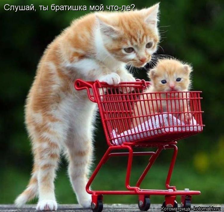 Слушай, ты братишка мой что-ле?... Котоматрица: Слушай, ты братишка мой что-ле?