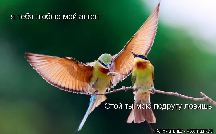 я тебя люблю мой ангел Стой ты мою подругу ловишь... Котоматрица: я тебя люблю мой ангел Стой ты мою подругу ловишь
