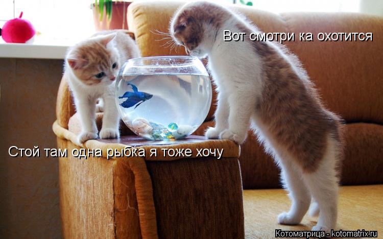 Вот смотри ка охотится Стой там одна рыбка я тоже хочу... Котоматрица: Вот смотри ка охотится Стой там одна рыбка я тоже хочу