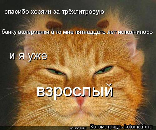 спасибо хозяин за трёхлитровую банку валерианки а то мне пятнадцать лет исполнилось и я уже взрослы... Котоматрица: спасибо хозяин за трёхлитровую банку валерианки а то мне пятнадцать лет исполнилось и я уже взрослый