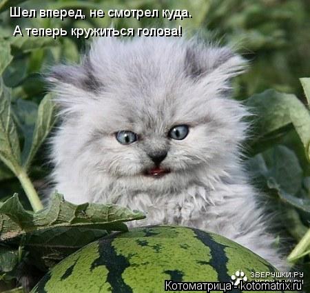 Шел вперед, не смотрел куда. А теперь кружиться голова!... Котоматрица: Шел вперед, не смотрел куда. А теперь кружиться голова!