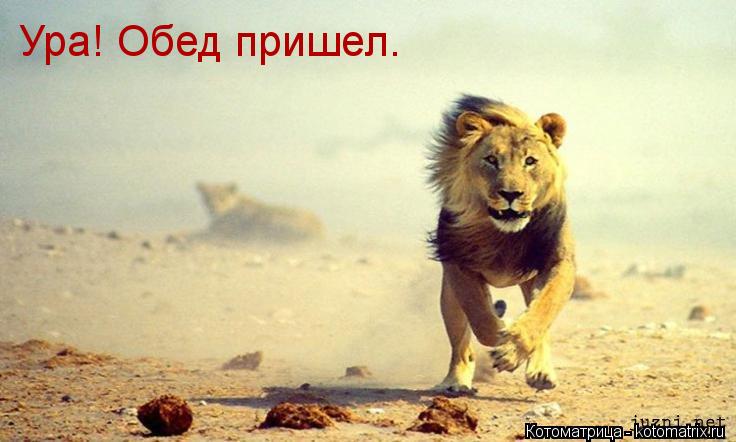 Ура! Обед пришел.... Котоматрица: Ура! Обед пришел.
