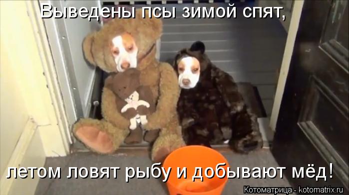 Выведены псы зимой спят, летом ловят рыбу и добывают мёд!... Котоматрица: Выведены псы зимой спят, летом ловят рыбу и добывают мёд!