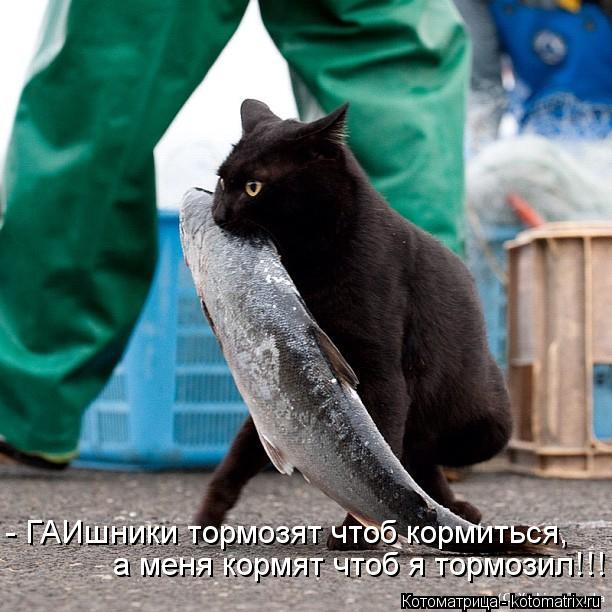 - ГАИшники тормозят чтоб кормиться, а меня кормят чтоб я тормозил!!!... Котоматрица: - ГАИшники тормозят чтоб кормиться, а меня кормят чтоб я тормозил!!!