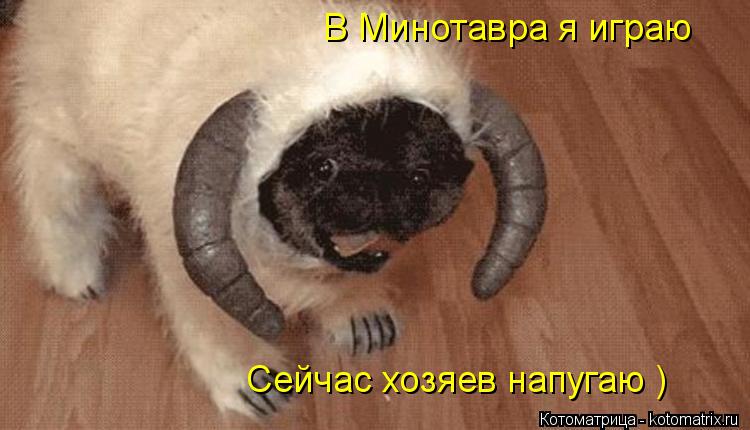 В Минотавра я играю Сейчас хозяев напугаю )... Котоматрица: В Минотавра я играю Сейчас хозяев напугаю )