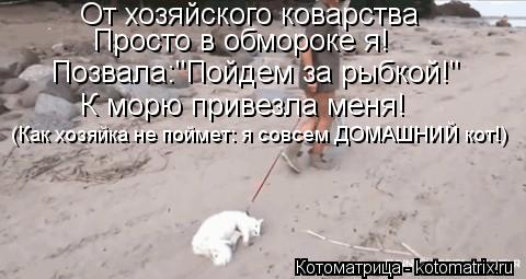 От хозяйского коварства Просто в обмороке я! Позвала:"Пойдем за рыбкой!" К морю привезла меня! (Как ... Котоматрица: От хозяйского коварства Просто в обмороке я! Позвала:"Пойдем за рыбкой!" К морю привезла меня! (Как хозяйка не поймет: я совсем ДОМАШНИЙ кот!)