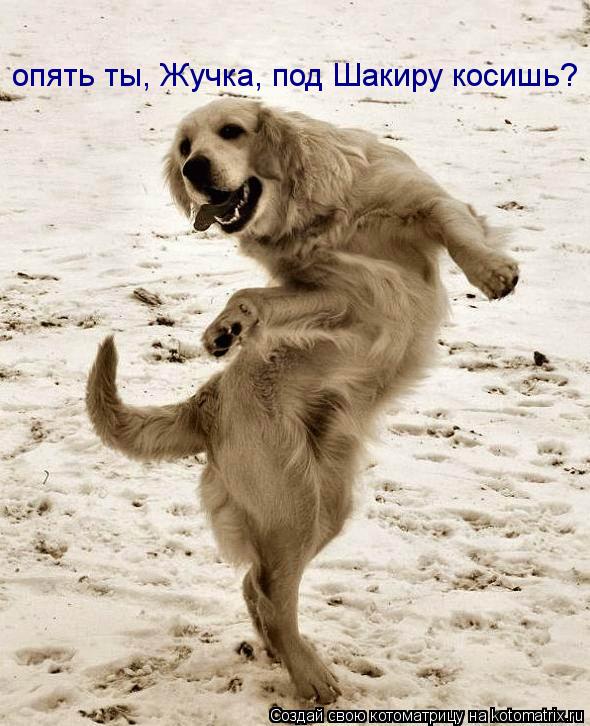 опять ты, Жучка, под Шакиру косишь?... Котоматрица: опять ты, Жучка, под Шакиру косишь?