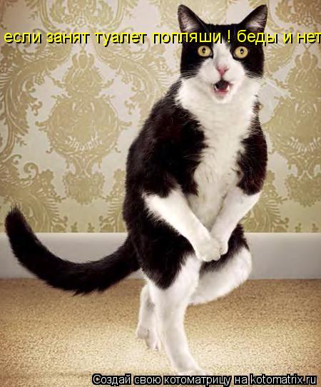 если занят туалет попляши ! беды и нет !!!... Котоматрица: если занят туалет попляши ! беды и нет !!!