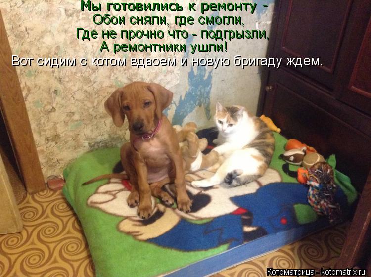 Мы готовились к ремонту - Обои сняли, где смогли, Где не прочно что - подгрызли, А ремонтники ушли! В... Котоматрица: Мы готовились к ремонту - Обои сняли, где смогли, Где не прочно что - подгрызли, А ремонтники ушли! Вот сидим с котом вдвоем и новую бригаду жд