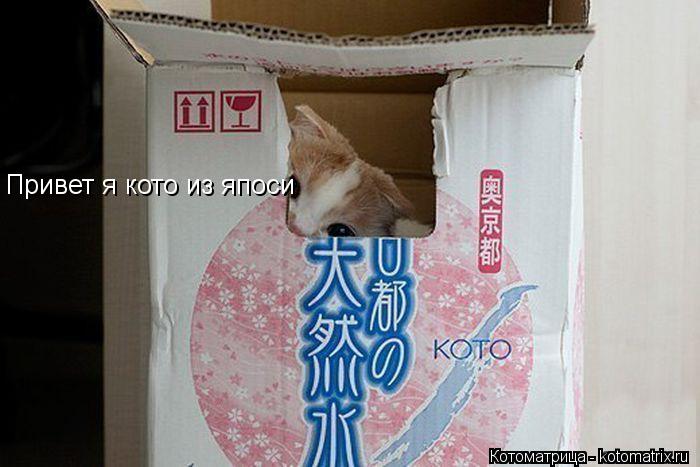 Привет я кото из япоси... Котоматрица: Привет я кото из япоси