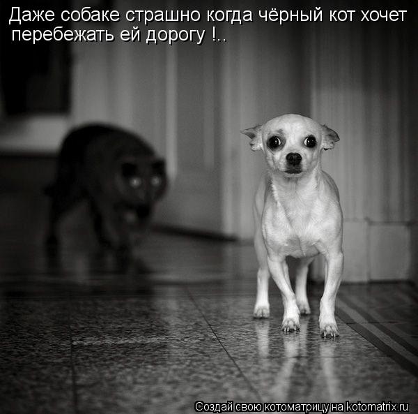Даже собаке страшно когда чёрный кот хочет перебежать ей дорогу !..... Котоматрица: Даже собаке страшно когда чёрный кот хочет перебежать ей дорогу !..