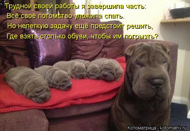 Трудной своей работы я завершила часть: Тр Всё своё потомство уложила спать. Но нелегкую задачу ещё п... Котоматрица: Трудной своей работы я завершила часть: Тр Всё своё потомство уложила спать. Но нелегкую задачу ещё предстоит решить, Где взять столько обу