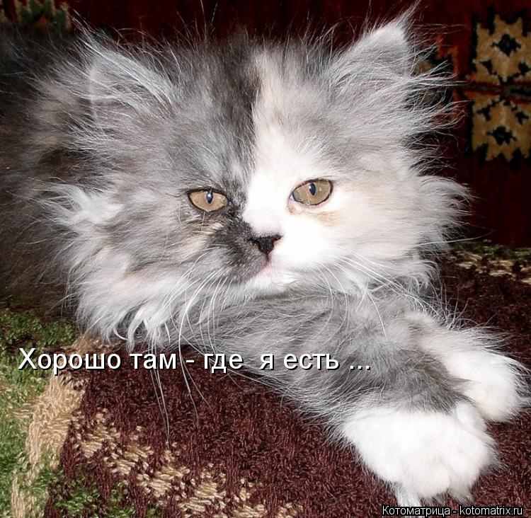 Хорошо там - где я есть ...... Котоматрица: Хорошо там - где я есть ...