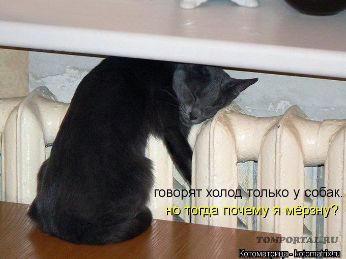 говорят холод только у собак. но тогда почему я мёрзну?... Котоматрица: говорят холод только у собак. но тогда почему я мёрзну?