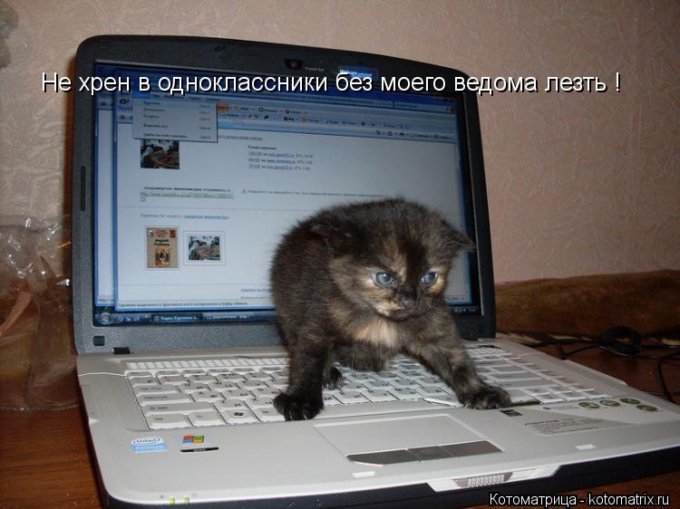 Не хрен в одноклассники без моего ведома лезть !... Котоматрица: Не хрен в одноклассники без моего ведома лезть !