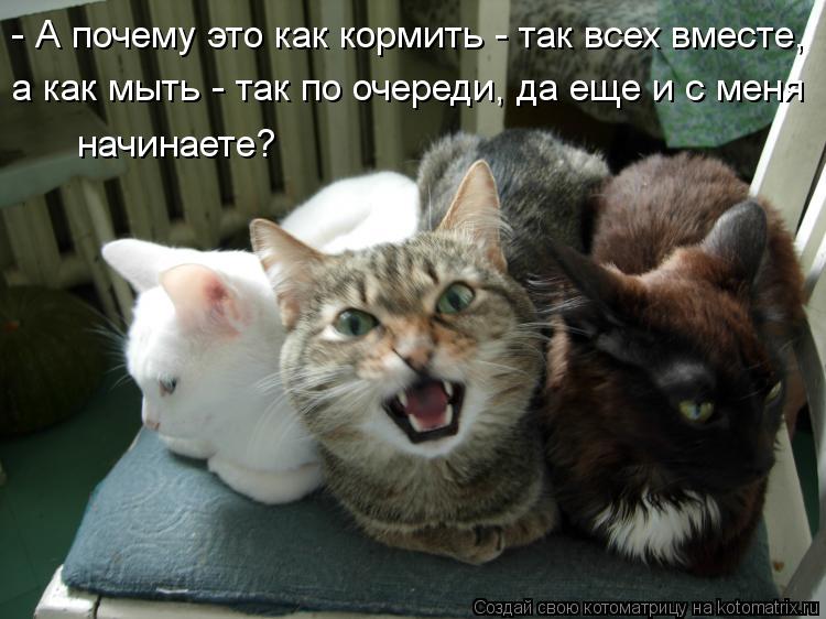 - А почему это как кормить - так всех вместе, а как мыть - так по очереди, да еще и с меня начинаете?... Котоматрица: - А почему это как кормить - так всех вместе, а как мыть - так по очереди, да еще и с меня начинаете?