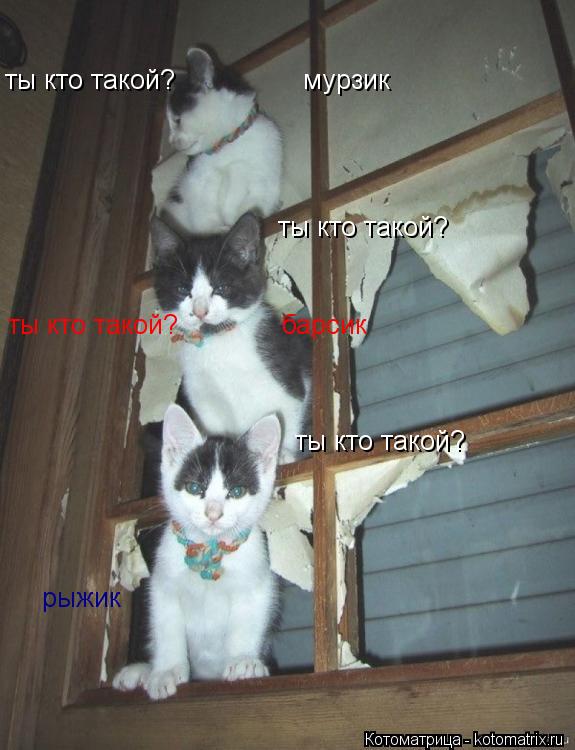ты кто такой? ты кто такой? ты кто такой? мурзик ты кто такой? барсик рыжи... Котоматрица: ты кто такой? ты кто такой? ты кто такой? мурзик ты кто такой? барсик рыжик