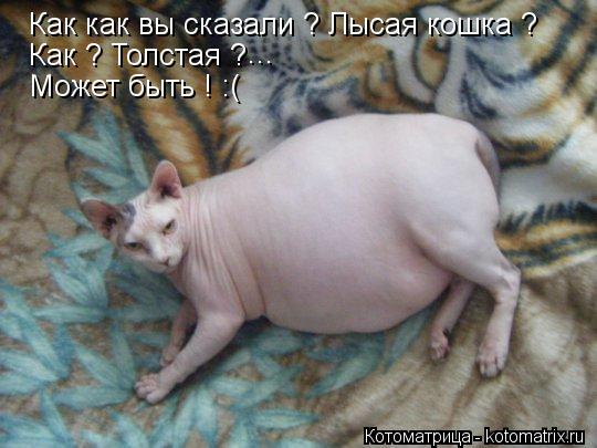 Как как вы сказали ? Лысая кошка ? Как ? Толстая ? ... Может быть ! :(... Котоматрица: Как как вы сказали ? Лысая кошка ? Как ? Толстая ? ... Может быть ! :(
