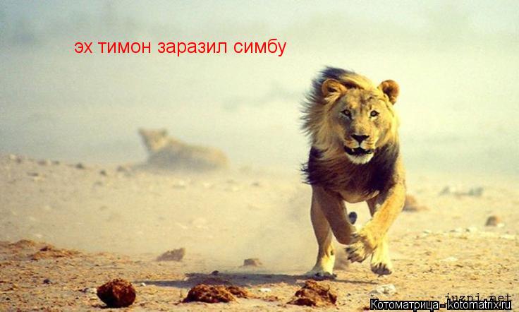 эх тимон заразил симбу... Котоматрица: эх тимон заразил симбу