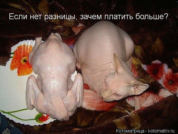 Если нет разницы, зачем платить больше? Если нет разницы, зачем платить больше?... Котоматрица: Если нет разницы, зачем платить больше? Если нет разницы, зачем платить больше?
